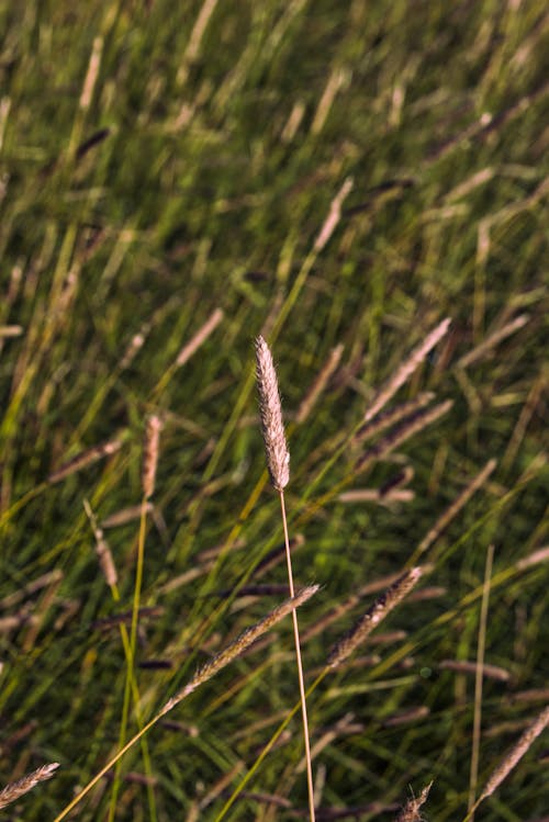 Grass wetland near a pond.