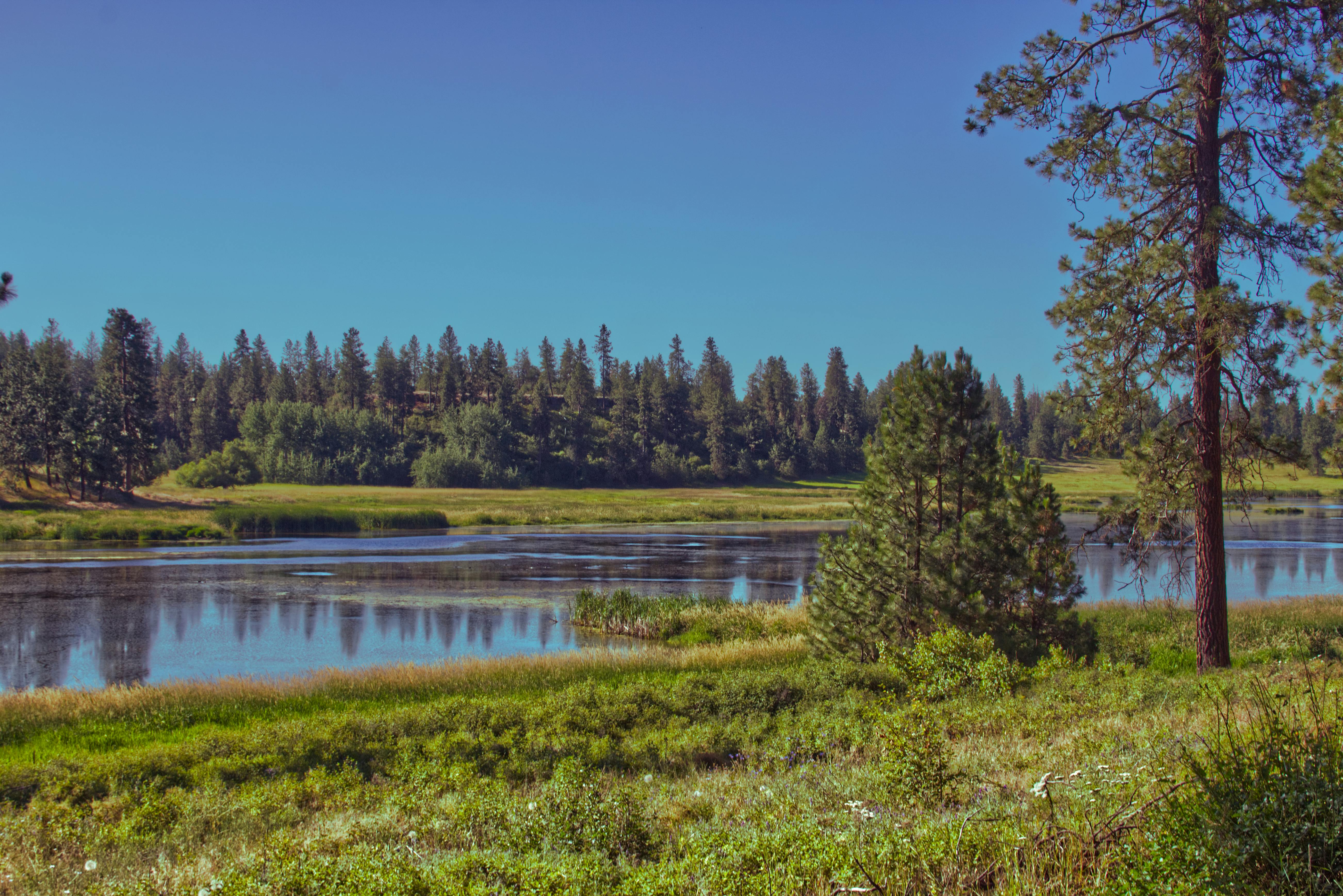 Tranquil view of trees and river in Spokane, WA capturing nature's beauty.