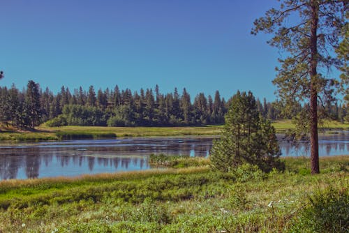 River and Forest behind