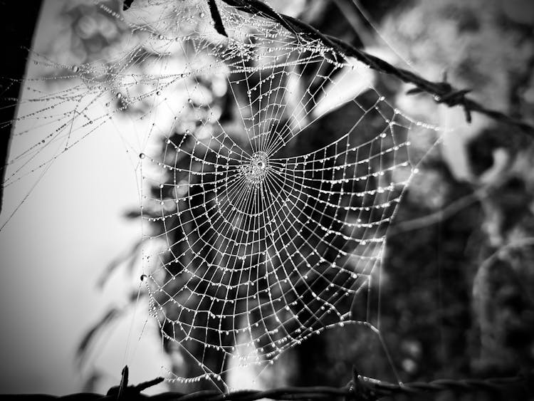 Close-up Of A Spiderweb With Water Droplets 