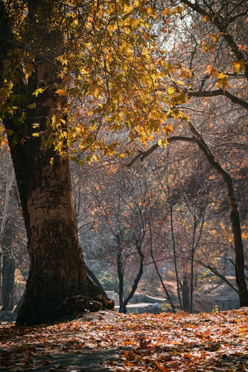 Foto stok gratis alam, hutan, jatuh