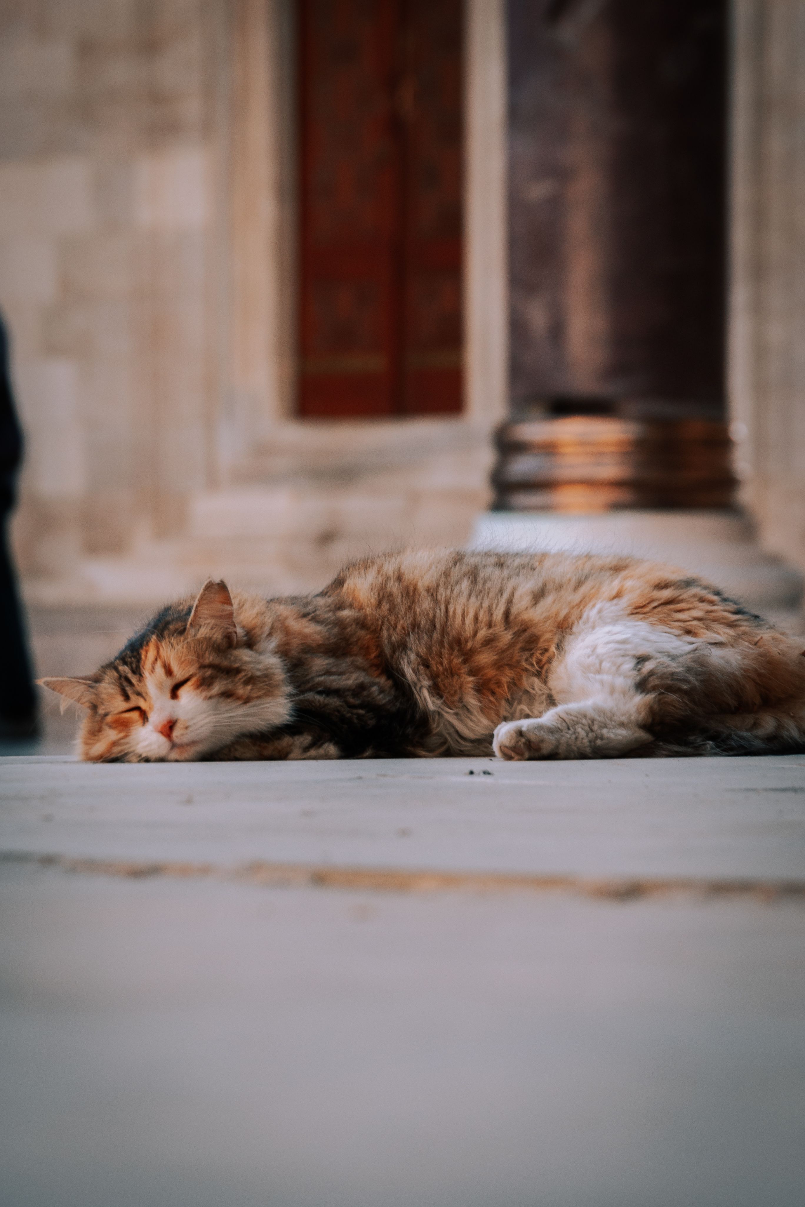 fluffy-tortoiseshell-cat-sleeping-free-stock-photo