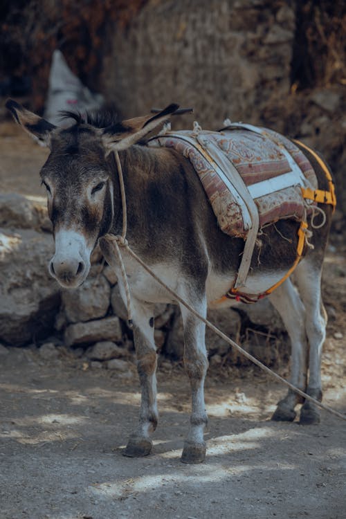 Foto profissional grátis de animal, fila, jumento