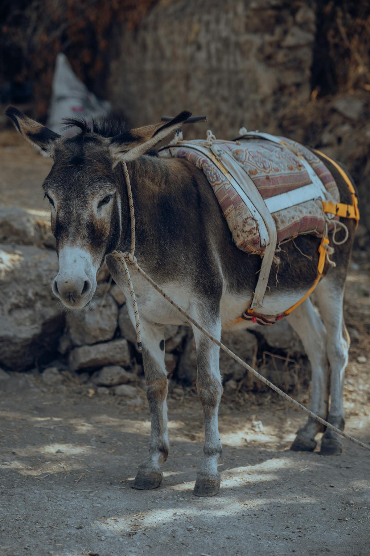 Saddle On A Donkey Photos Download The Best Free Saddle On A Donkey