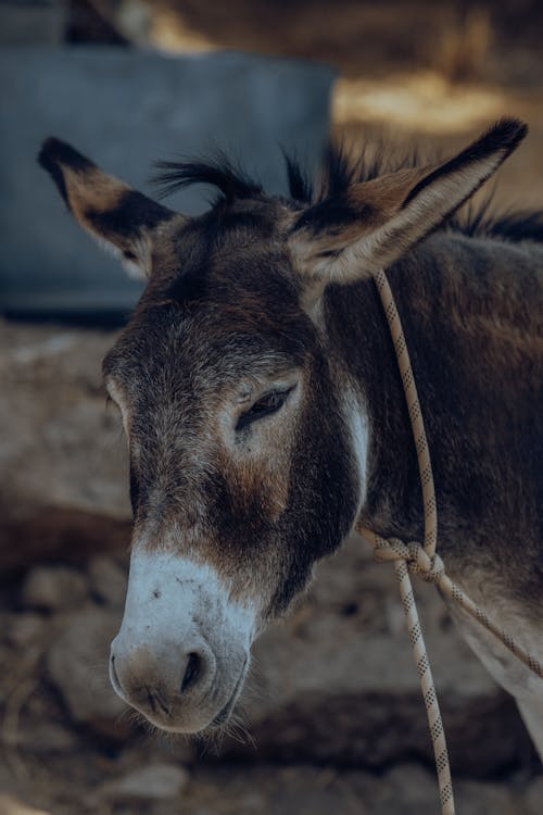 Foto profissional grátis de animal, asno, cabeça