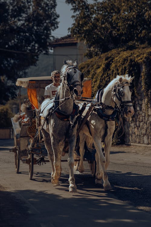 Man Driving a Horse Carriage