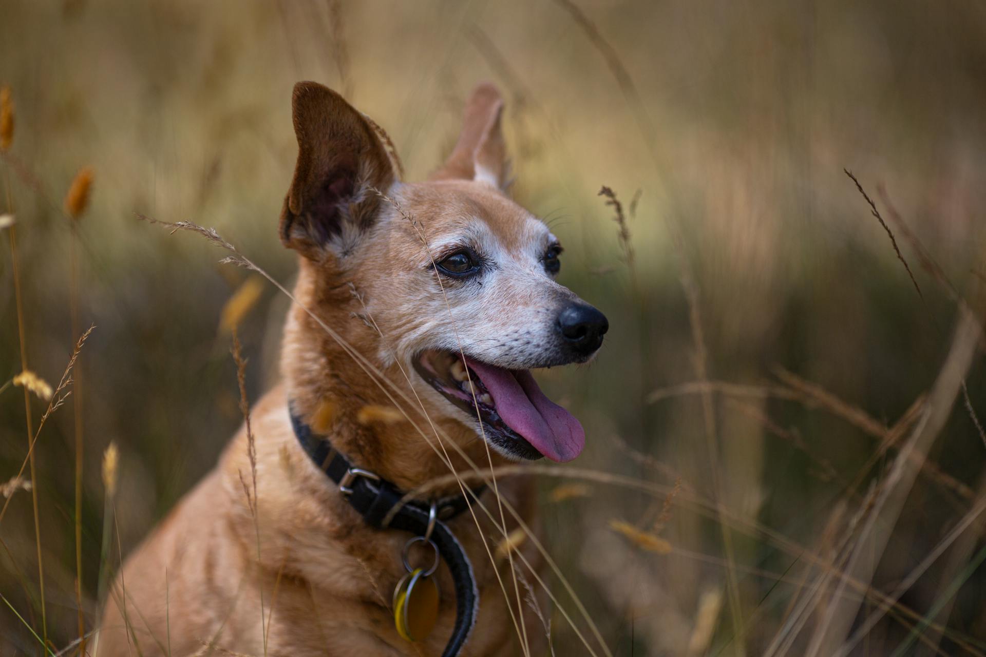 Close up of Dog Head