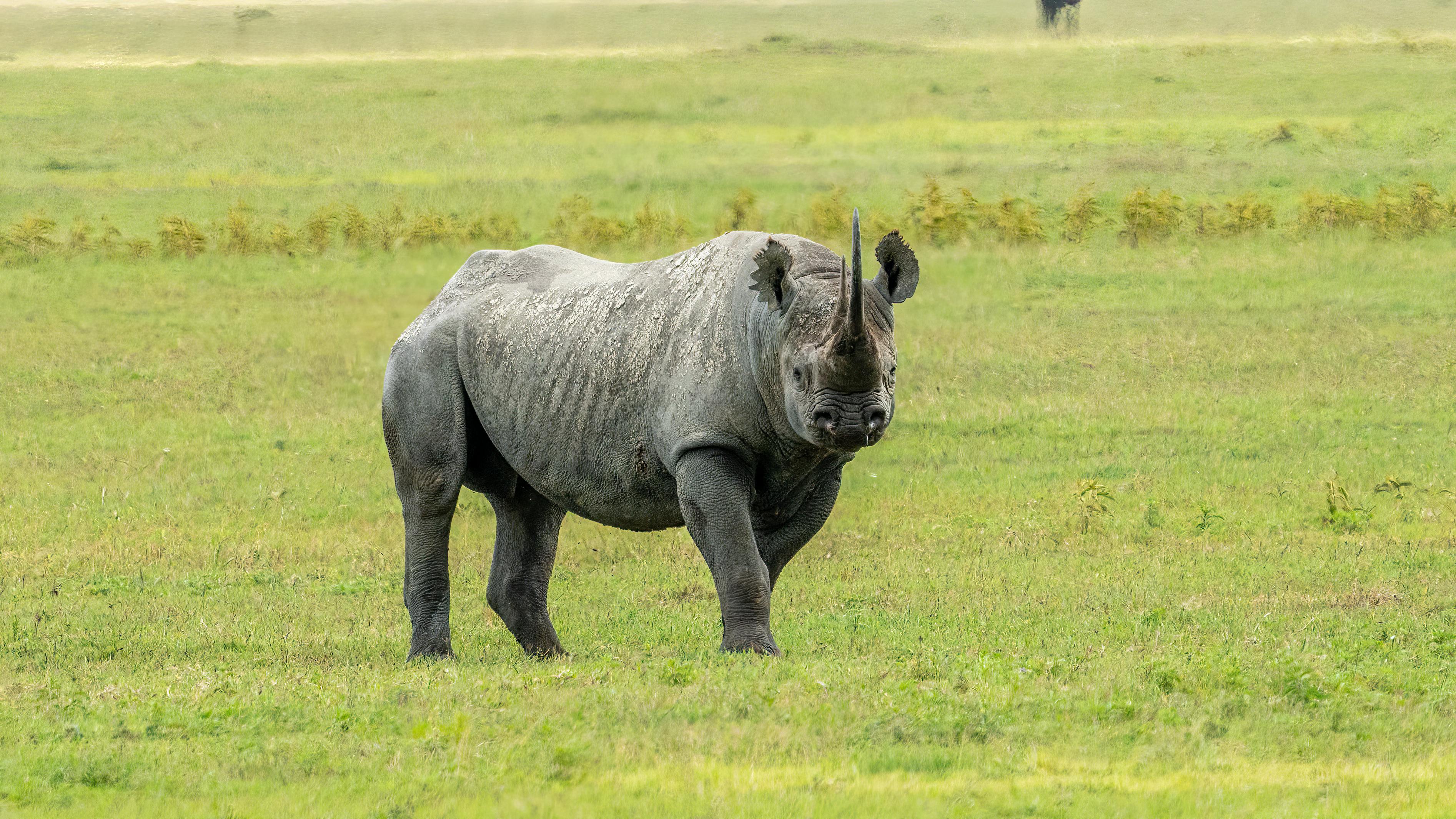 Gratuit Photos gratuites de afrique, animal, animal à cornes Photos