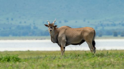 Free Eland antelope standing confidently in a tranquil meadow near a lake, showcasing wildlife beauty. Stock Photo