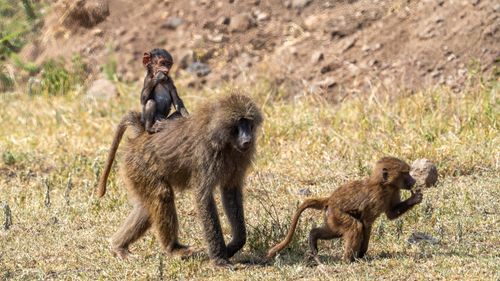Free A family of baboons walking through grasslands, showcasing wildlife interactions. Stock Photo