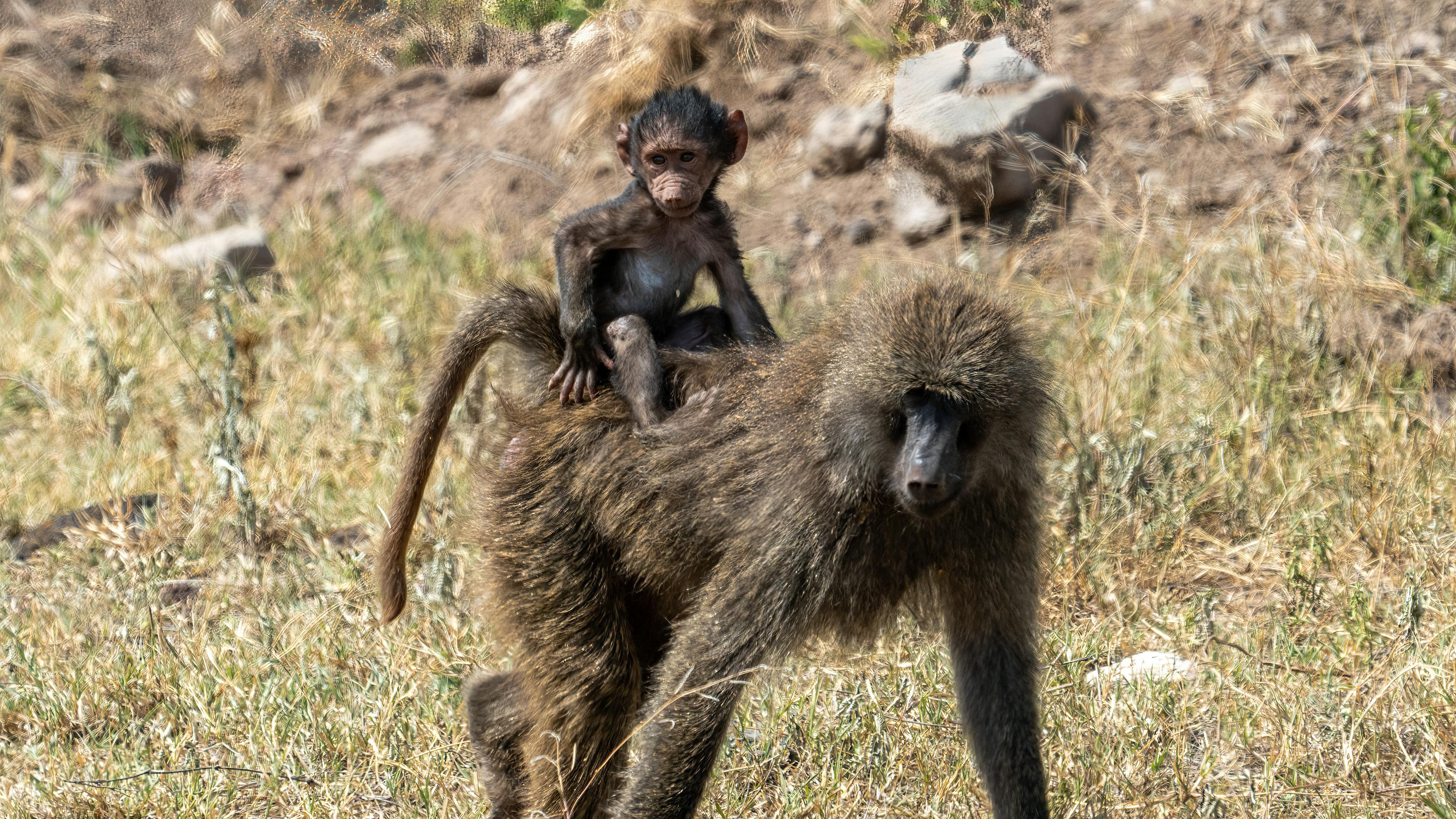 Monkey Touching a Coconut · Free Stock Photo