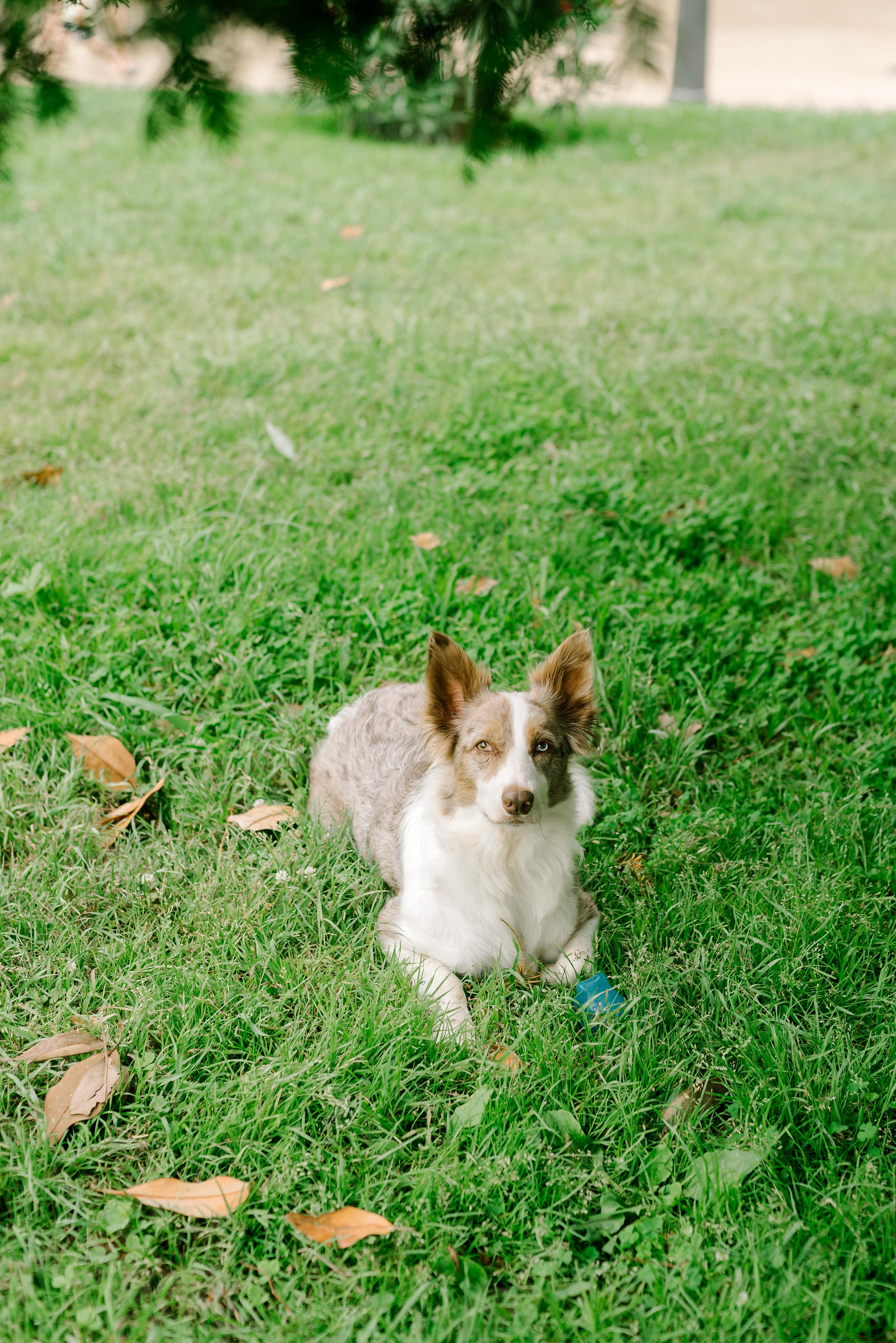portrait of a dog lying on the grass