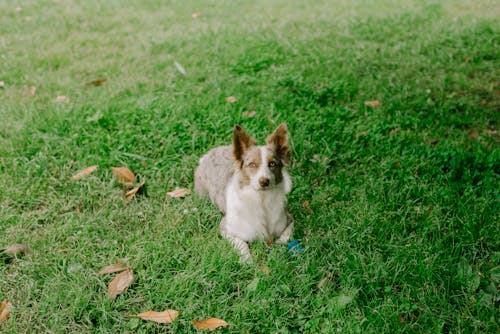 Foto d'estoc gratuïta de collie, estirat, foto vertical