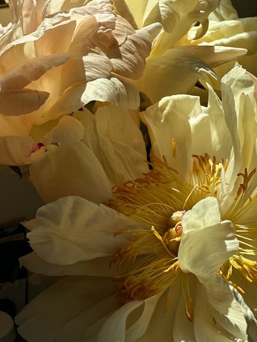 Základová fotografie zdarma na téma detail, květ, květiny