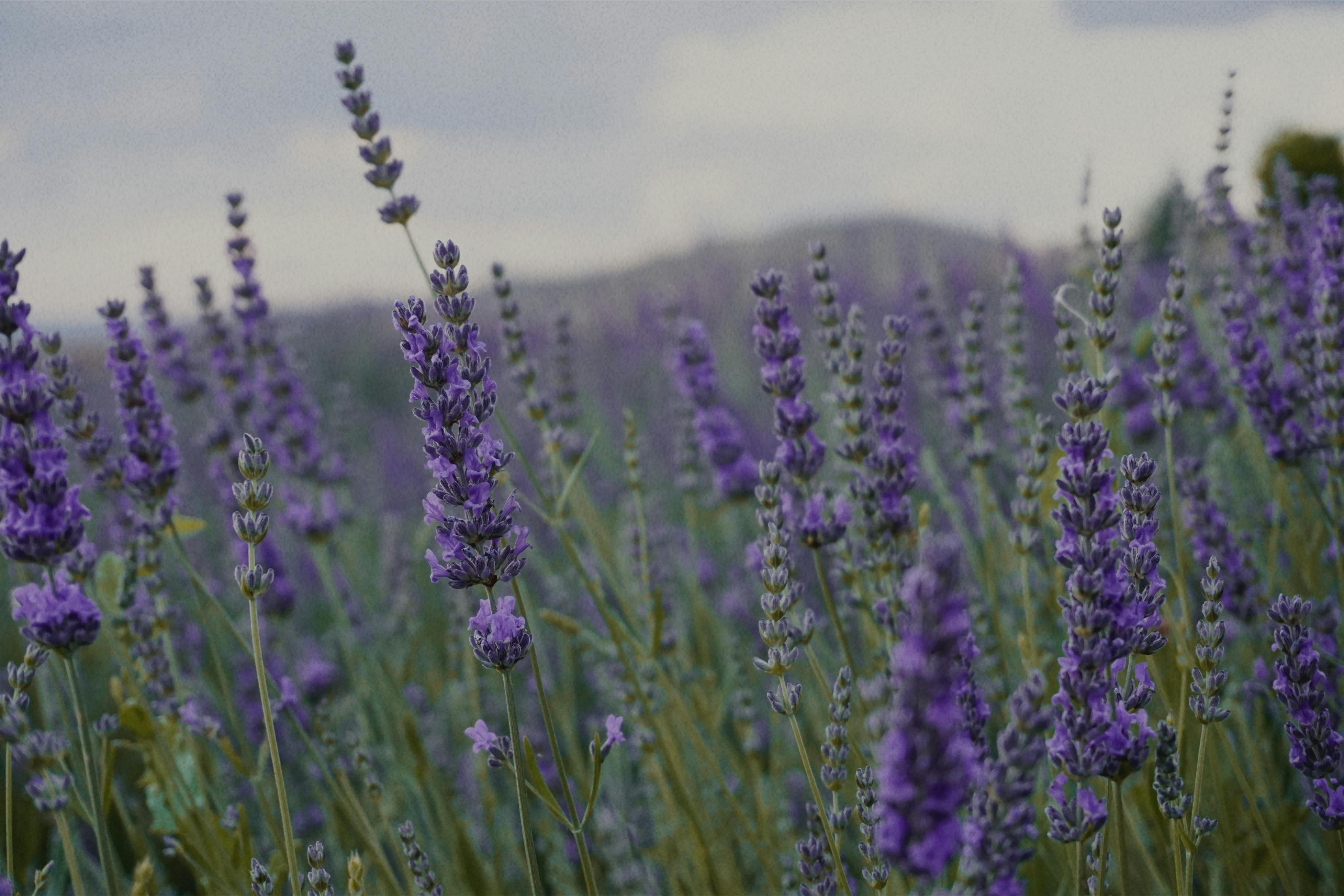 Vibrant lavender blooms in a tranquil meadow, evoking a sense of peace and natural beauty.