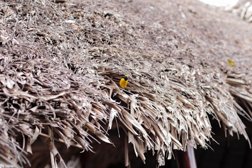 野鳥の無料の写真素材