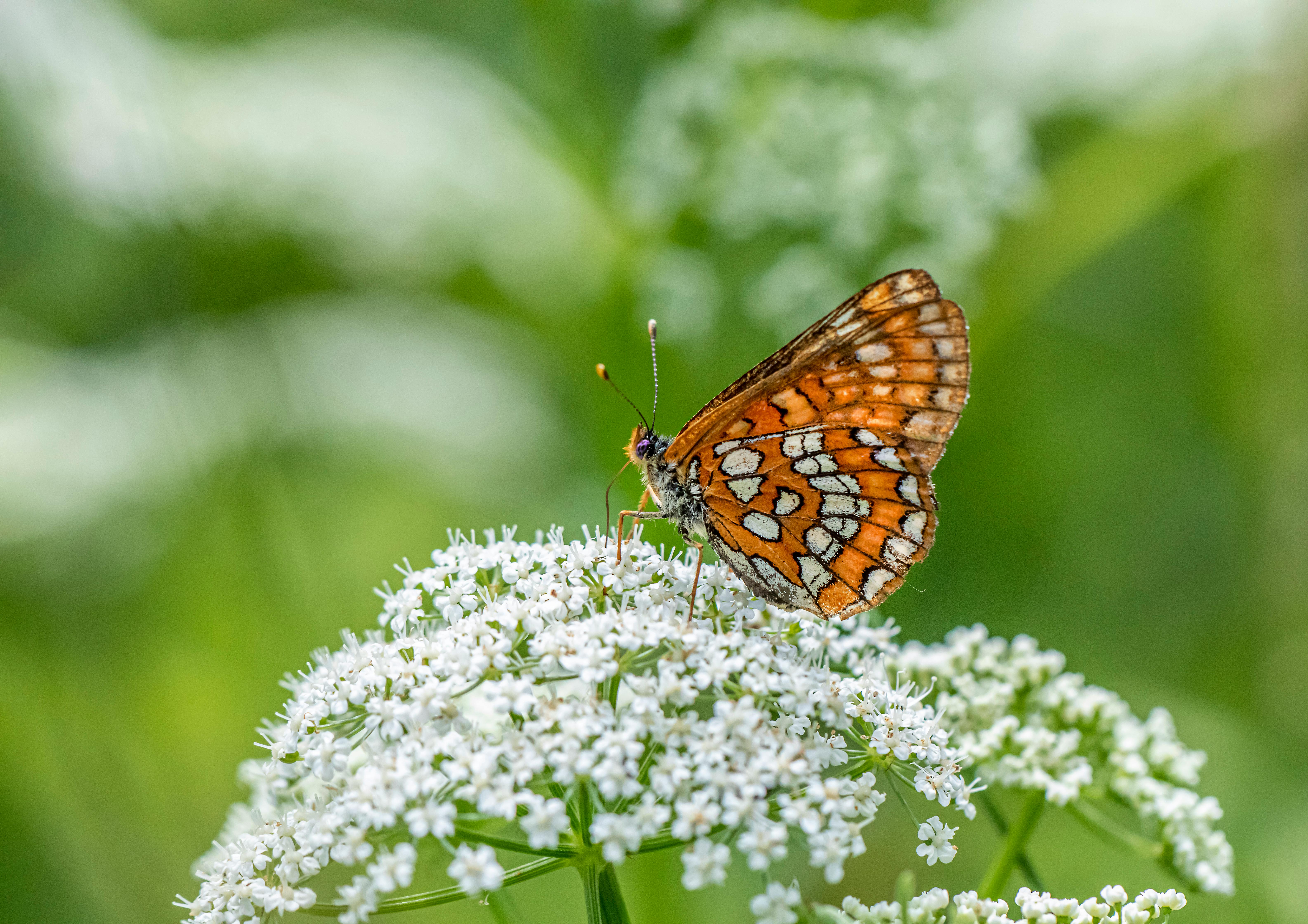 a small orange and white butterfly sitting on top of white flowers