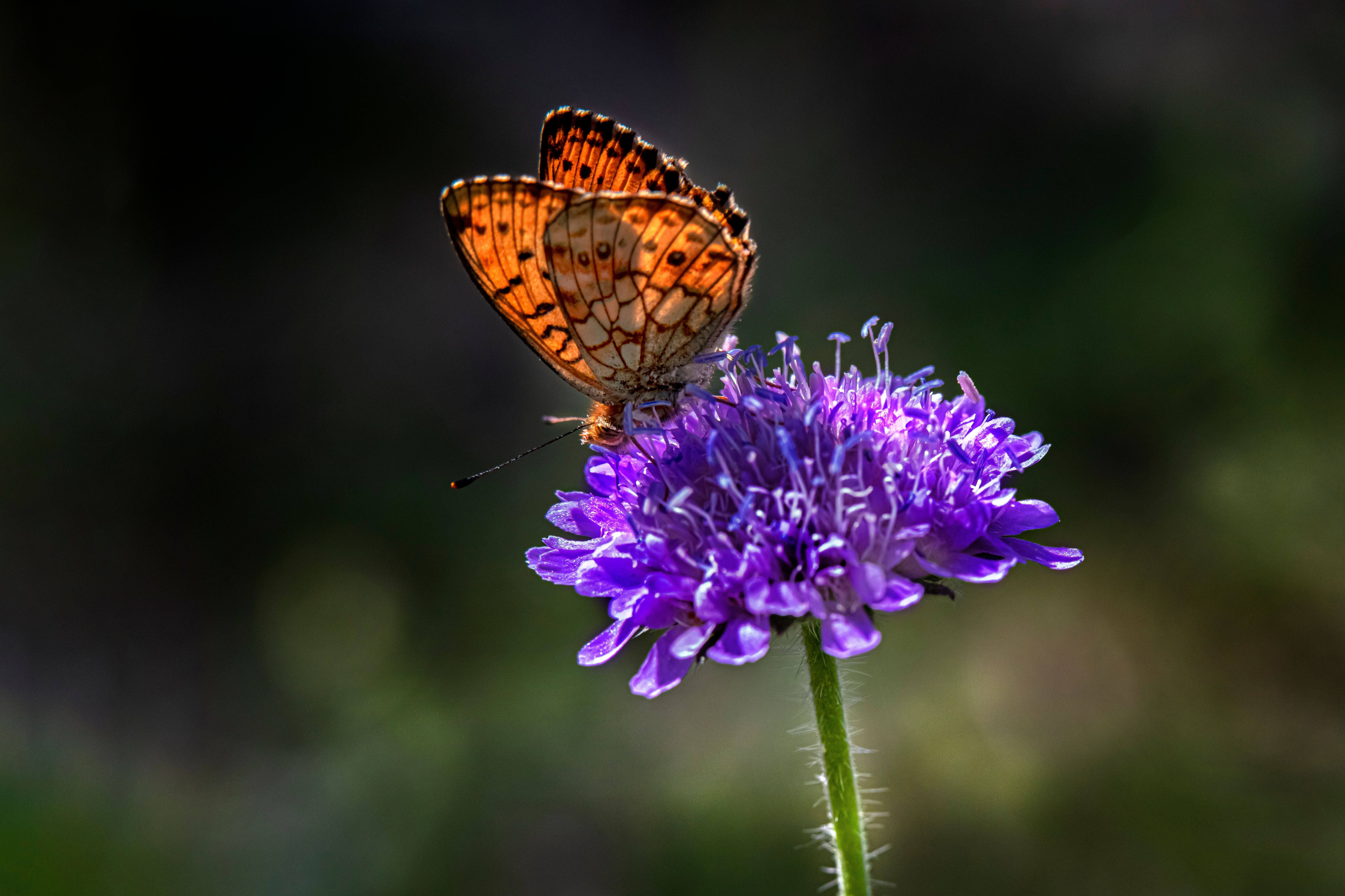 A butterfly sitting on top of a purple flower · Free Stock Photo