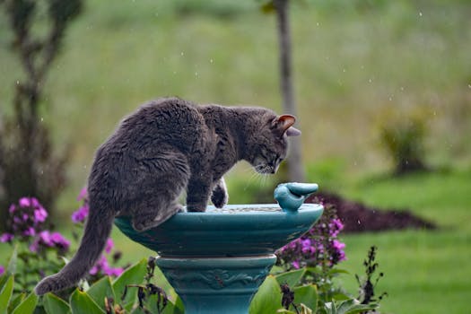 Gray cat playing in the rain atop a birdbath surrounded by summer blooms.