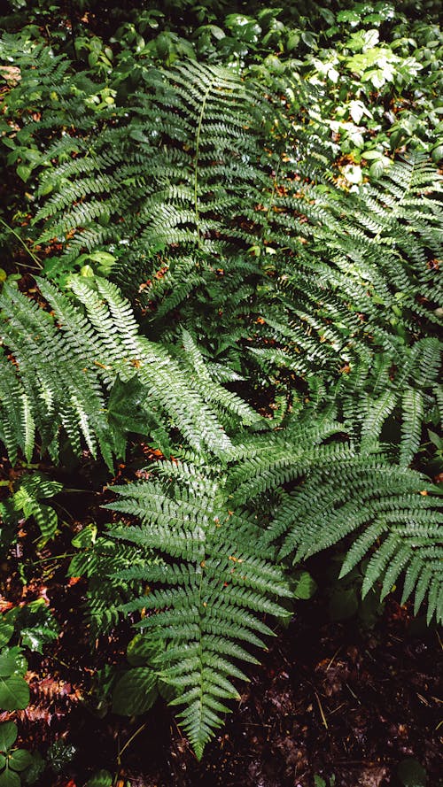 Green Fern in Nature