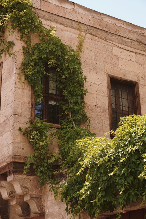Free Charming stone building facade covered in lush green ivy under the sunlight. Stock Photo
