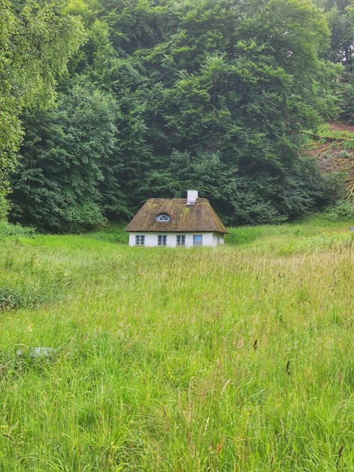 Cottage on Meadow in Forest