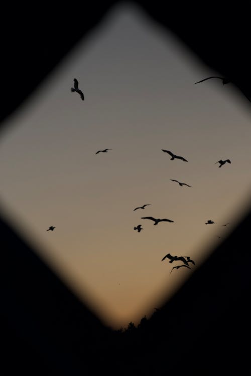 Silhouettes of Birds Flying at Sunset 