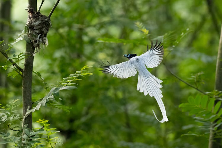 A Little Bird In A Tropical Forest