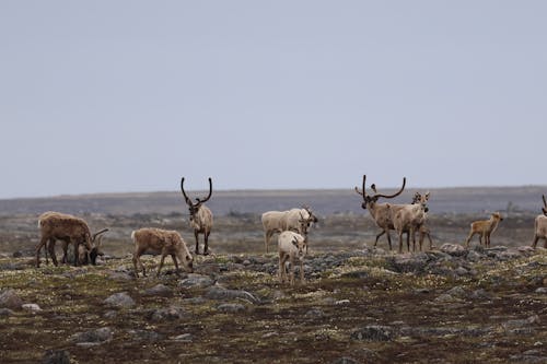 Kostnadsfri bild av besättning, djurfotografi, horn