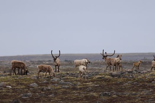 Caribou