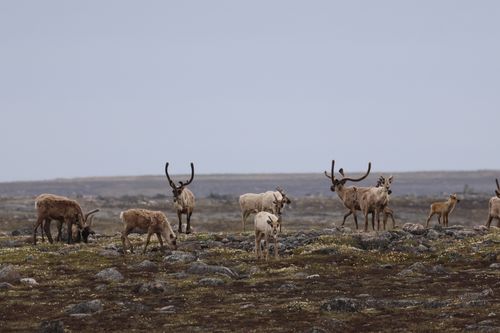 Free A herd of reindeer grazing on the tundra in Whale Cove, showcasing their majestic antlers against a cloudy sky. Stock Photo