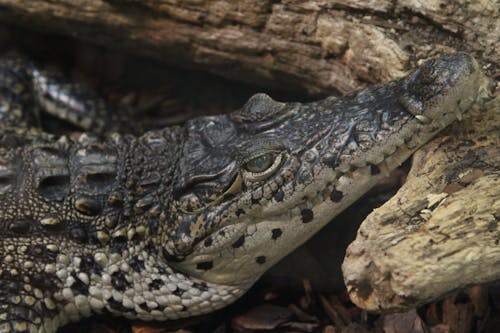 Saltwater Crocodile Propping its Snout on a Piece of Wood