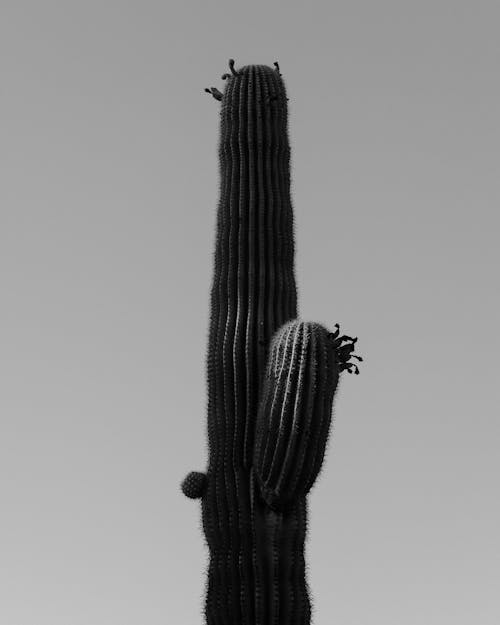 A Cactus in Black and White