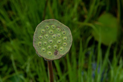 Seeds on Lotus Flower