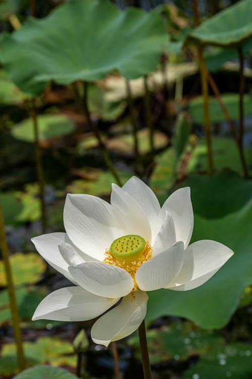 Close-up of White Waterlily Flower 