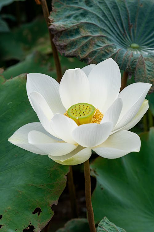 White Blooming Lotus Flower