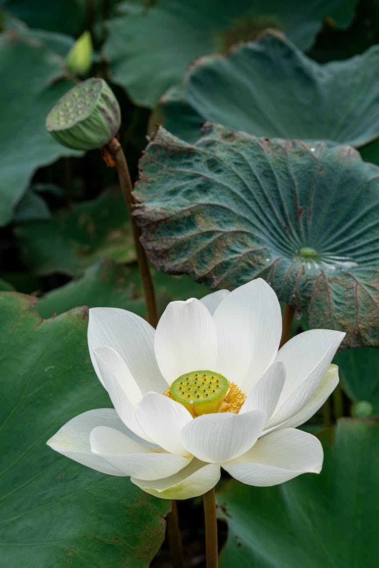 Lotus Flower And Green Leaves