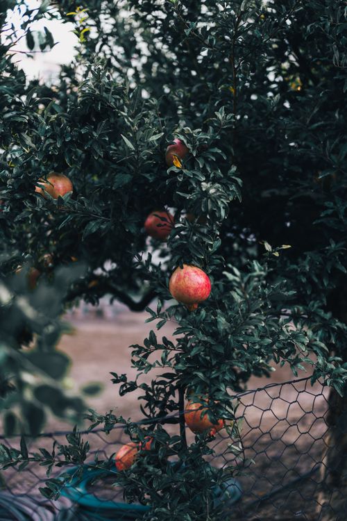 Free Lush green foliage with ripe pomegranates hanging on a tree, surrounded by a wire fence. Stock Photo