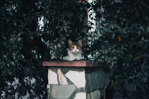 Ilmainen kuvapankkikuva tunnisteilla eläinkuvaus, kissa, kivi