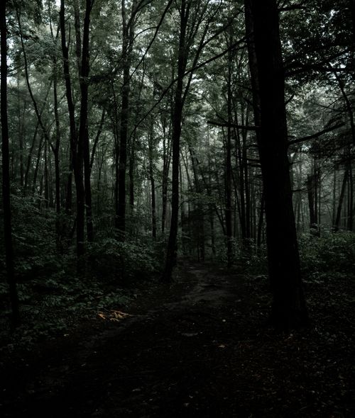 Free Enigmatic misty forest pathway surrounded by dense trees in a serene wilderness setting. Stock Photo