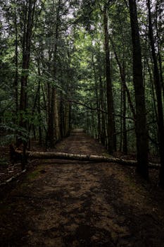 A mysterious forest path with a fallen tree trunk creating a natural archway during a quiet summer day.