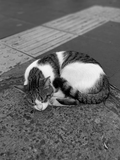 Cat Sleeping on Ground in Black and White