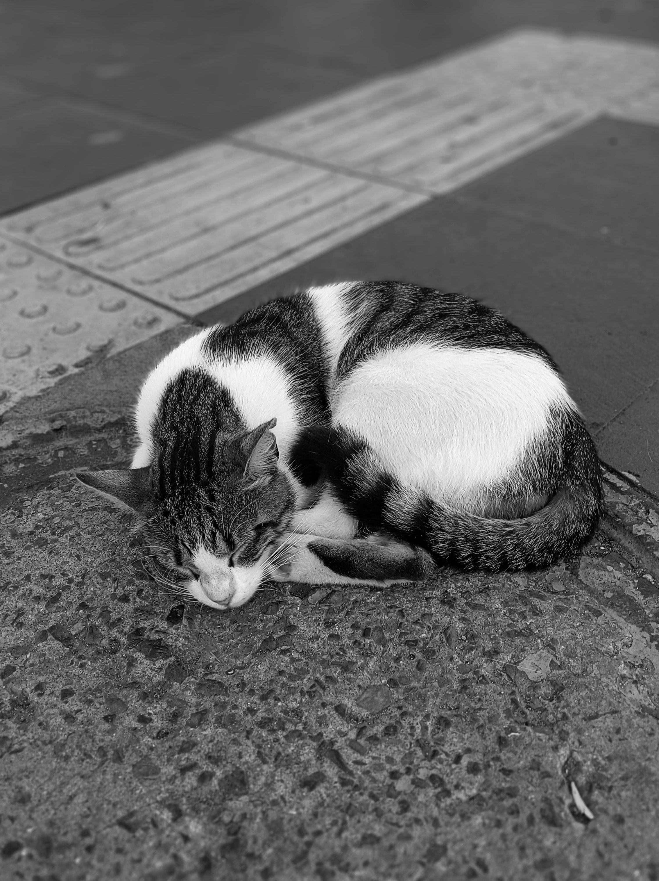 Cat Sleeping on Ground in Black and White · Free Stock Photo