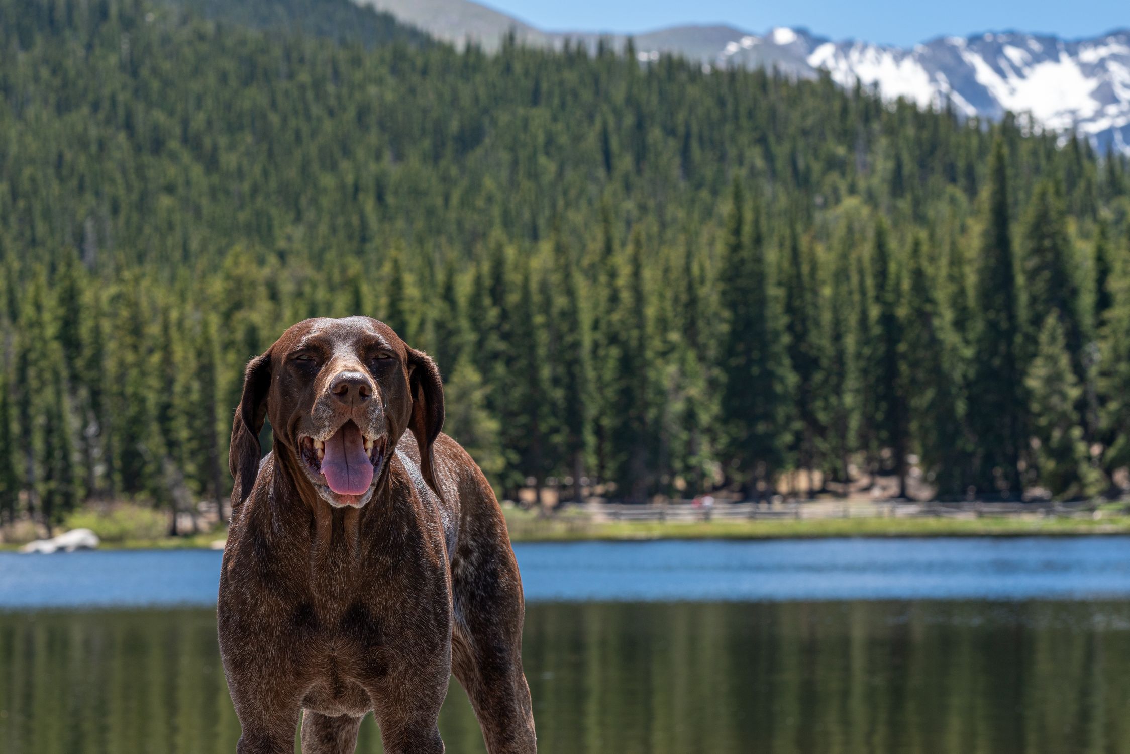 Happy German Shorthaired Pointer enjoys a sunny day by a mountain lake in Idaho Springs, Colorado.