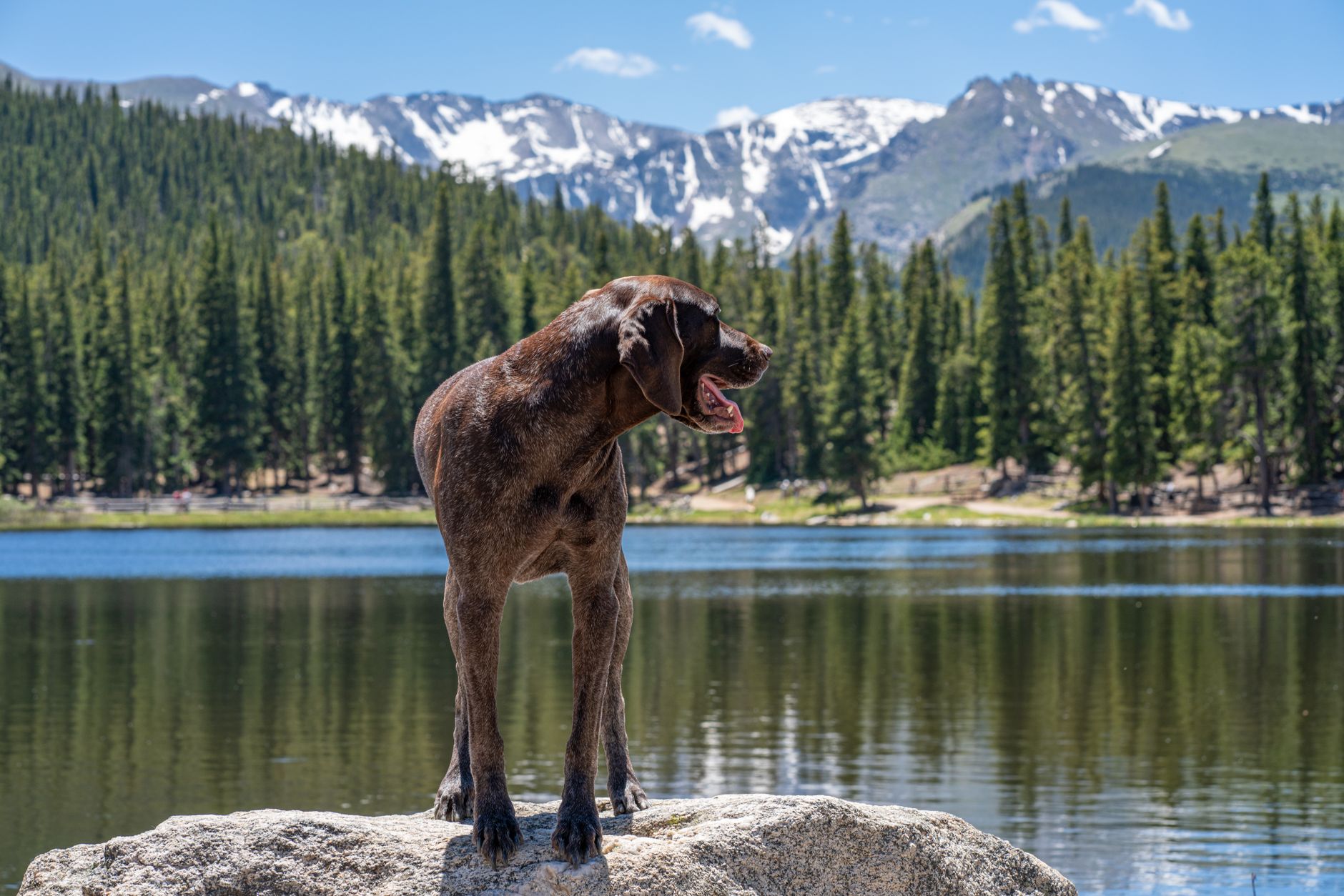 A German Shorthaired Pointer stands on a rock by a lake with mountain views in Idaho Springs, CO.