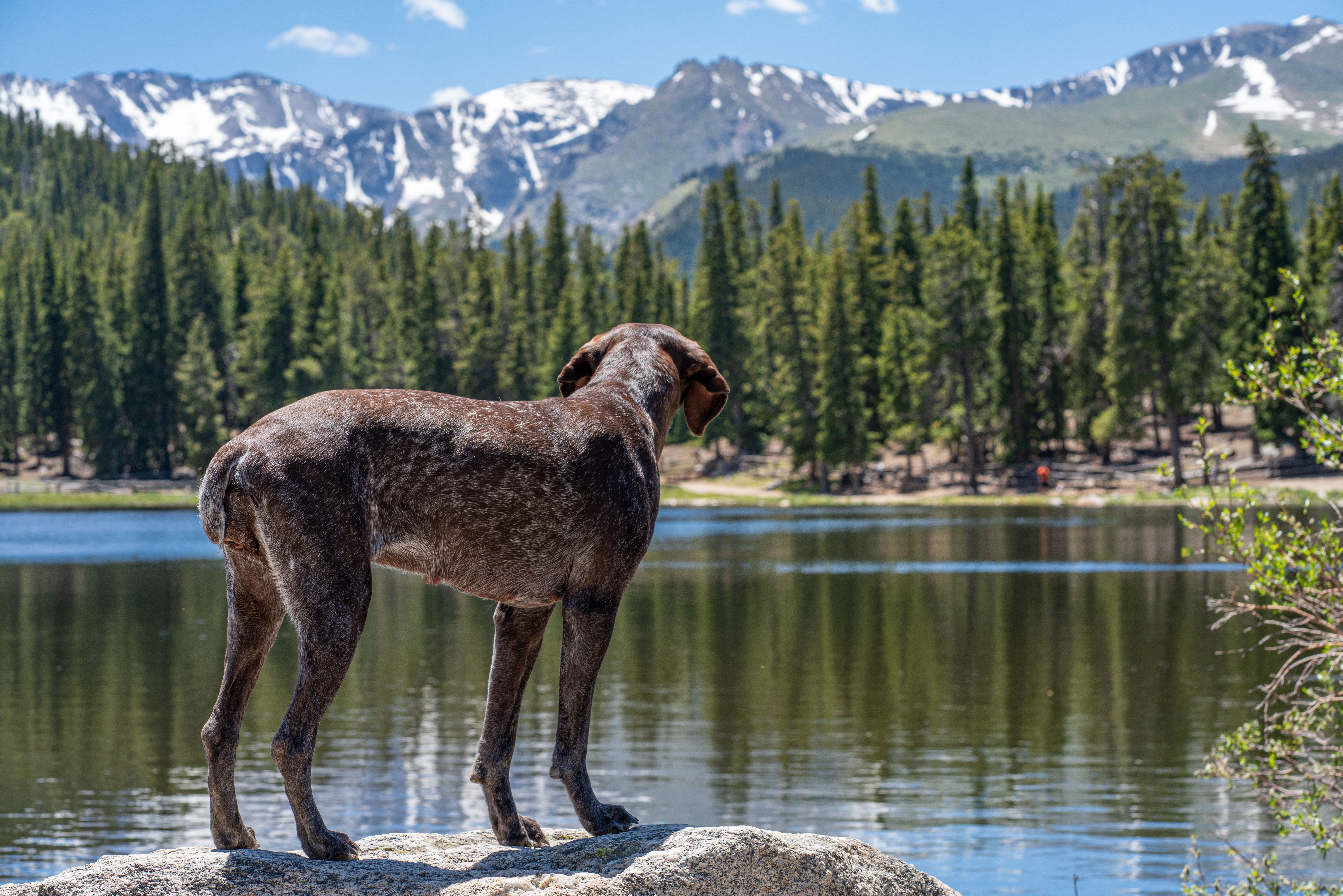 Brown dog stands by a lake with mountains and forest in Idaho Springs, CO, USA.