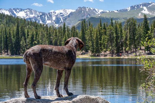 colorado hiking with dog