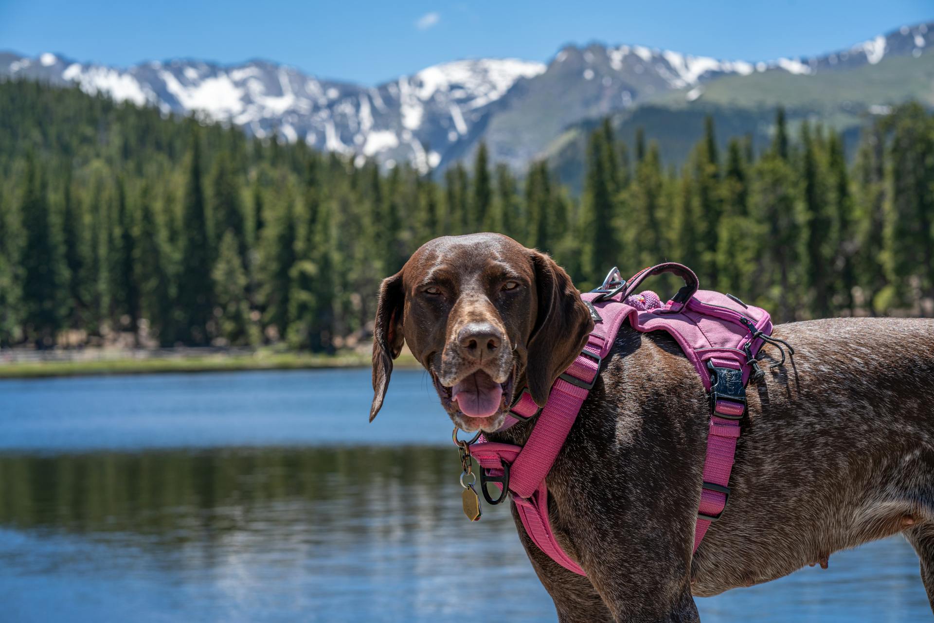 Portrait of a Brown Dog Wearing a Harness Standing on a Lakeshore