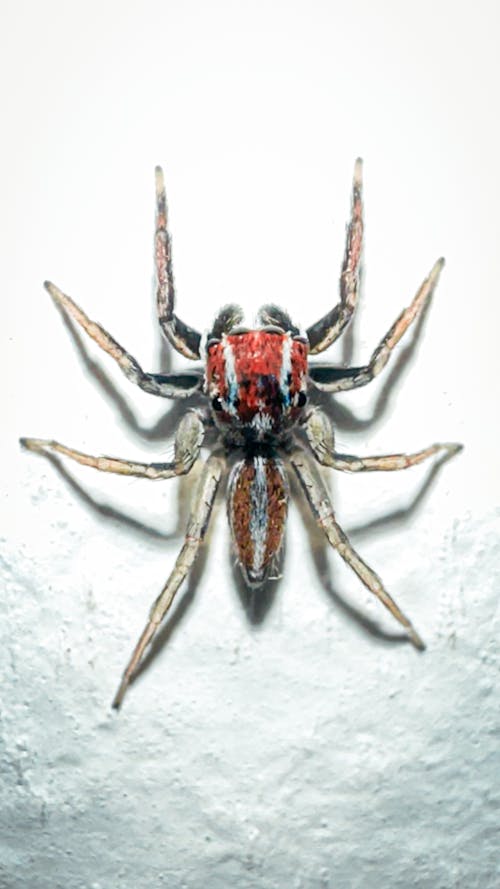 Δωρεάν στοκ φωτογραφιών με αράχνη, έντομο