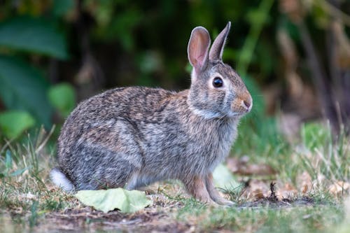 Close up of Rabbit